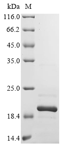 Recombinant Escherichia coli Negative regulator of flagellin synthesis (flgM) - image 1