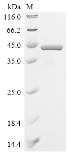 (Tris-Glycine gel) Discontinuous SDS-PAGE (reduced) with 5% enrichment gel and 15% separation gel.