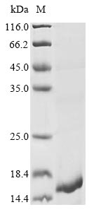 Recombinant Naja atra Cytotoxin 2 - image 1
