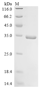 Recombinant Mouse Interferon alpha-2 (Ifna2) - image 1