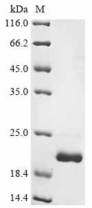 Recombinant Glycine max Leghemoglobin C2 - image 1