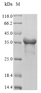 Recombinant Triticum aestivum Alpha/beta-gliadin - image 1