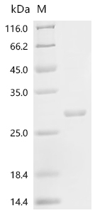 Recombinant Ricinus communis Ricin, partial - image 1