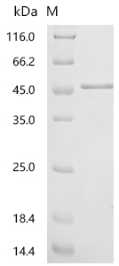 Recombinant Saccharomyces cerevisiae General control protein GCN4 (GCN4) - image 1