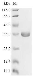 Recombinant Epstein-Barr virus Protein BMRF2 (BMRF2) - image 1