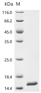 Recombinant Epstein-Barr virus Protein BMRF2 (BMRF2) , partial - image 1