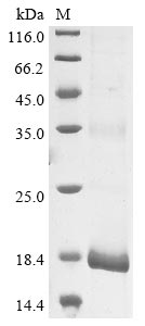 Recombinant Human papillomavirus 11 protein E4 (E4) - image 1