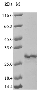 Recombinant Mycobacterium smegmatis Porin MspA (mspA) - image 1