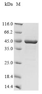 (Tris-Glycine gel) Discontinuous SDS-PAGE (reduced) with 5% enrichment gel and 15% separation gel.