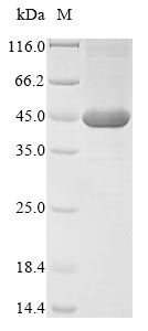 SDS-PAGE- Recombinant protein Neisseria nadA