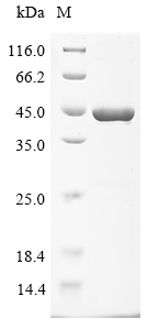 (Tris-Glycine gel) Discontinuous SDS-PAGE (reduced) with 5% enrichment gel and 15% separation gel.