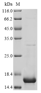 Recombinant Protein A, partial - image 1