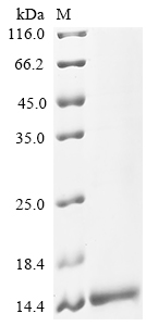 Recombinant Medicago truncatula Carbohydrate-binding module family protein (MTR_4g091000) - image 1