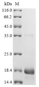 Recombinant Oryza sativa subsp. indica 10 kDa prolamin (OsI_013205) - image 1