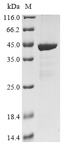 Recombinant Coxiella burnetII ATP-binding protein (dotB) - image 1