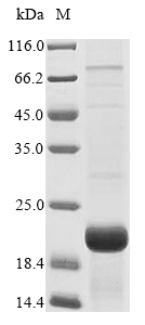 Recombinant Bubalus bubalis Lingual antimicrobial peptide - image 1