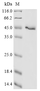 Recombinant Gossypium tomentosum Uncharacterized protein (ES332_A13G234300v1) - image 1