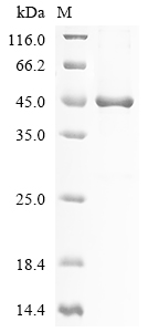 Recombinant Cat Growth/differentiation factor 8 (MSTN) - image 1