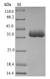 (Tris-Glycine gel) Discontinuous SDS-PAGE (reduced) with 5% enrichment gel and 15% separation gel.