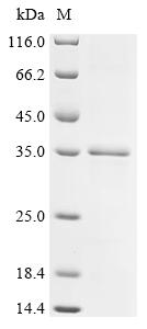 Recombinant Actinidia deliciosa Actinidain - image 1