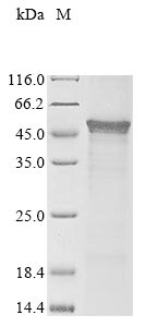 Recombinant WU polyomavirus Major capsid protein VP1 - image 1