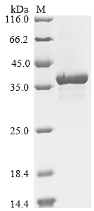 Recombinant Escherichia phage RB69 Gp32 (32) - image 1
