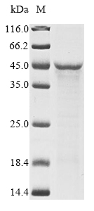 (Tris-Glycine gel) Discontinuous SDS-PAGE (reduced) with 5% enrichment gel and 15% separation gel.