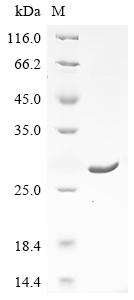Recombinant Cat Adiponectin (apM1) - image 1
