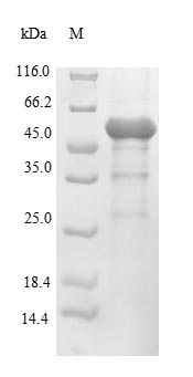(Tris-Glycine gel) Discontinuous SDS-PAGE (reduced) with 5% enrichment gel and 15% separation gel.