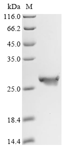 Recombinant Oncorhynchus mykiss Interleukin-10 - image 1