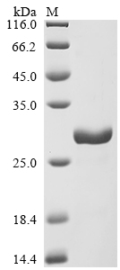 Recombinant Oncorhynchus mykiss Interleukin-10 - image 1