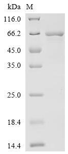 Recombinant Klebsiella pneumoniae subsp. pneumoniae Chaperonin GroEL (groEL) - image 1
