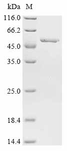 Recombinant Bacillus pumilus 2, 3-diketo-5-methylthiopentyl-1-phosphate enolase (mtnW) - image 1