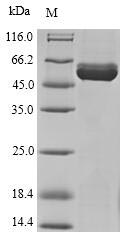 (Tris-Glycine gel) Discontinuous SDS-PAGE (reduced) with 5% enrichment gel and 15% separation gel. (Tris-Glycine gel) Discontinuous SDS-PAGE (reduced) with 5% enrichment gel and 15% separation gel.