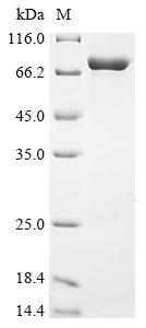 Recombinant Toxoplasma gondII Heat shock protein HSP70 (HSP70) - image 1
