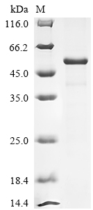 Recombinant Gossypium hirsutum transcription factor bHLH84-like (LOC107908183) - image 1
