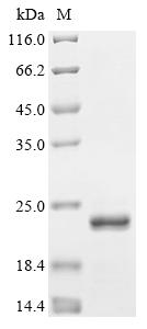 Recombinant Human immunodeficiency virus 1 Protein Rev (rev) - image 1