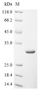 Recombinant Synechococcus sp. Methylthioribulose-1-phosphate dehydratase (mtnB) - image 1