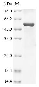 Recombinant Chicken Growth/differentiation factor 9 (GDF-9) - image 1