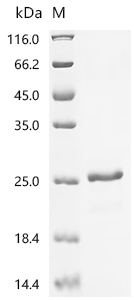 Recombinant Drosophila simulans SAGA-associated factor 11 homolog (Sgf11) - image 1