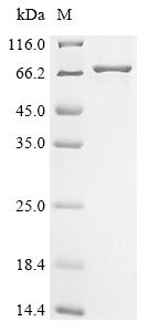 Recombinant Coxiella burnetII Hypothetical membrane spanning protein (CBU_1863) , partial - image 1