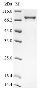 Recombinant Mouse GA-binding protein alpha chain (Gabpa) - image 1