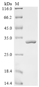 Recombinant Lactobacillus casei 60 kDa chaperonin (groL) , partial - image 1