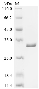 Recombinant Lactobacillus casei 60 kDa chaperonin (groL) , partial - image 1