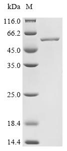 Recombinant Stenotrophomonas maltophilia Enolase (eno) - image 1