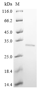 Recombinant Human BRCA1-associated protein (BRAP) , partial - image 1