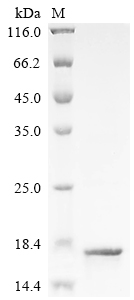 Recombinant Human T cell receptor beta variable 19 (TRBV19) - image 1