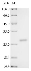 Recombinant Ophiophagus hannah Cathelicidin-related peptide Oh-Cath - image 1