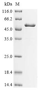 Recombinant Pseudomonas putida RNA polymerase sigma factor RpoS (rpoS) - image 1