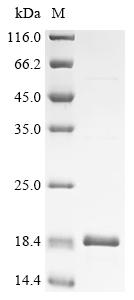 Recombinant Mycobacteroides abscessus ESAT-6-like protein (D2E76_02620) - image 1
